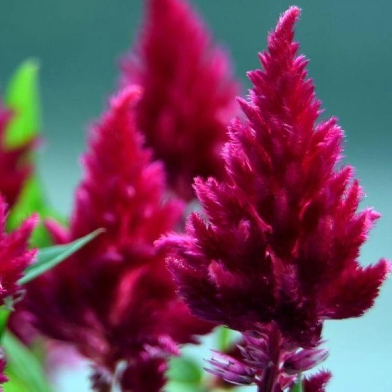 Horoz%20İbiği%20Püskül%20Seri%20Burgundy%20Renk%20-%20Saksılık%2010%20Tohum