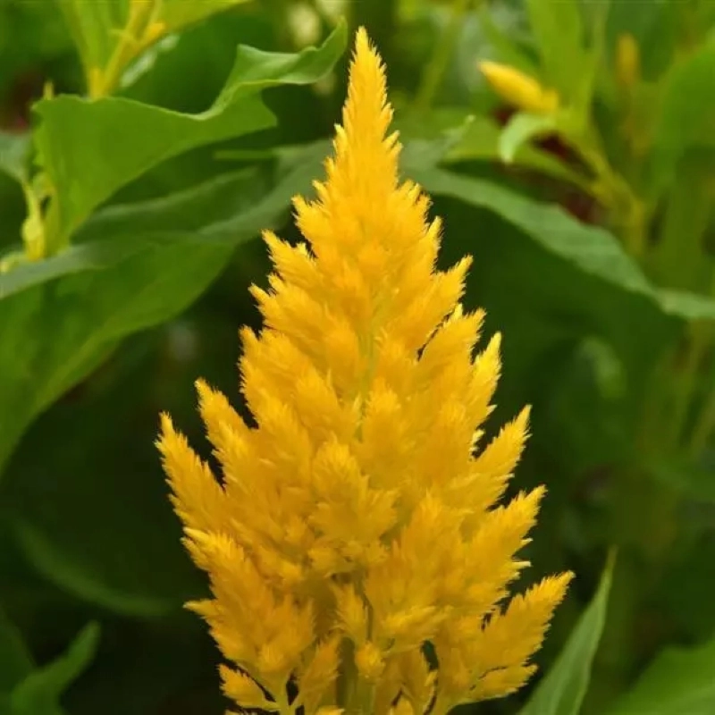 Horoz%20İbiği%20Püskül%20Seri%20Sarı%20Renk%20-%20Saksılık%2010%20Tohum