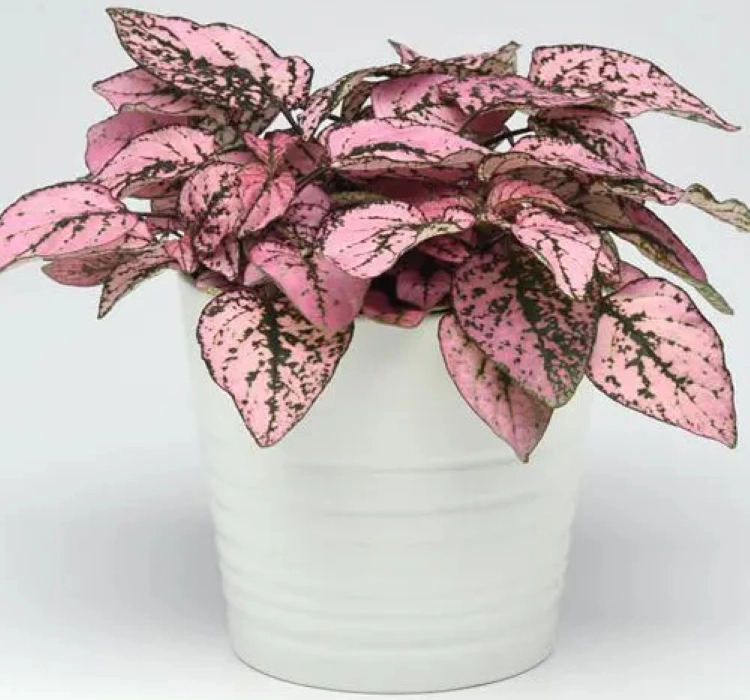 Hostes%20Antik%20Seri%20Pembe%20Renk%20-%20Saksılık%2010%20Tohum