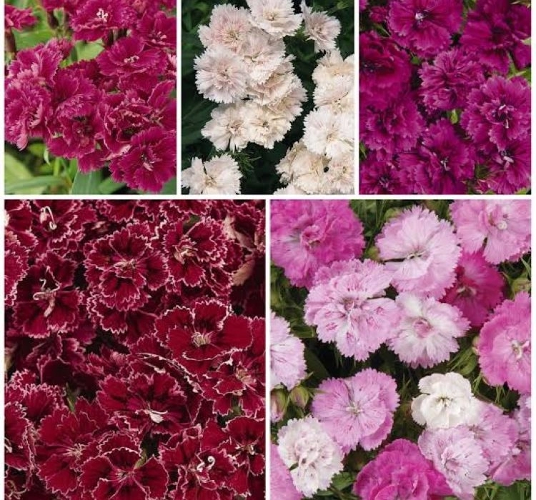 HüsnüYusuf%20Uzun%20Katlı%20Seri%20Koyu%20Pembe%20Renk%20-%20Saksılık%205%20Tohum