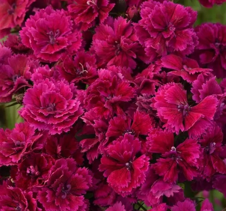HüsnüYusuf%20Uzun%20Katlı%20Seri%20Purple%20Renk%20-%20Saksılık%205%20Tohum