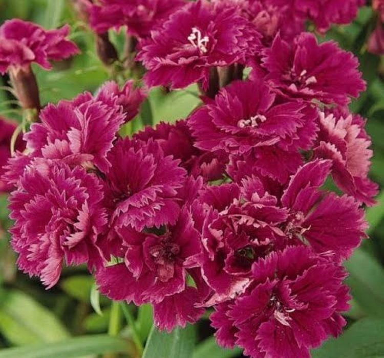 HüsnüYusuf%20Uzun%20Katlı%20Seri%20Purple%20Renk%20-%20Saksılık%205%20Tohum