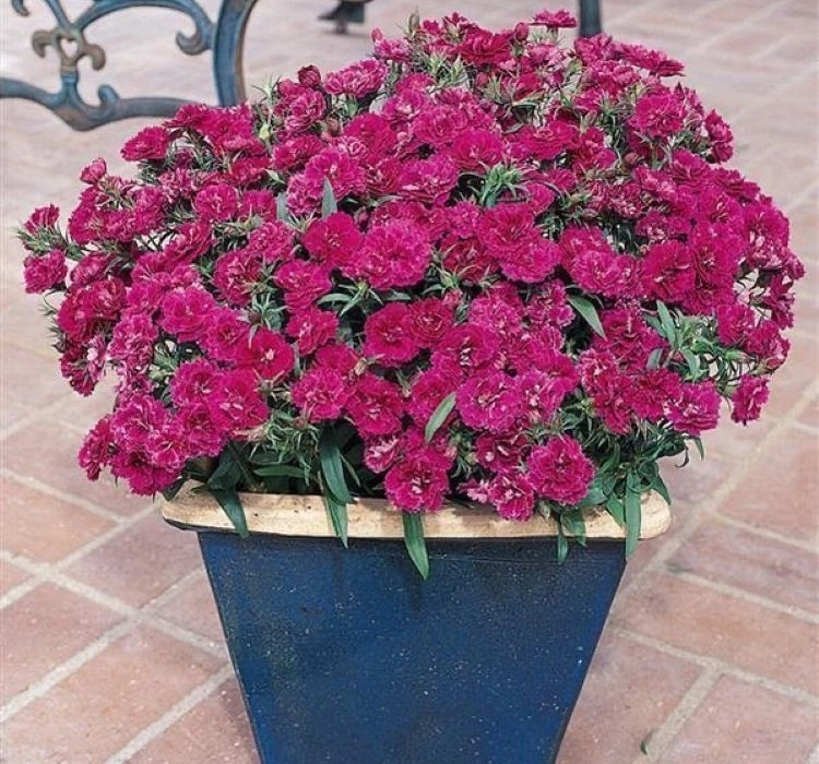 HüsnüYusuf%20Uzun%20Katlı%20Seri%20Purple%20Renk%20-%20Saksılık%205%20Tohum