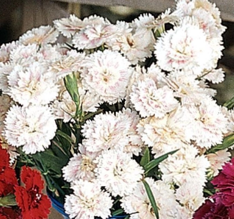 HüsnüYusuf%20Uzun%20Katlı%20Seri%20Beyaz%20Renk%20-%20Saksılık%205%20Tohum
