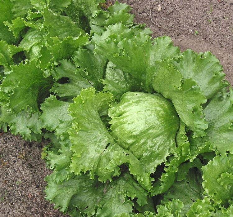 MARUL%20İCEBERG%20(%20ÇOKLU%20TOHUM%20)%20-%203%20Gram