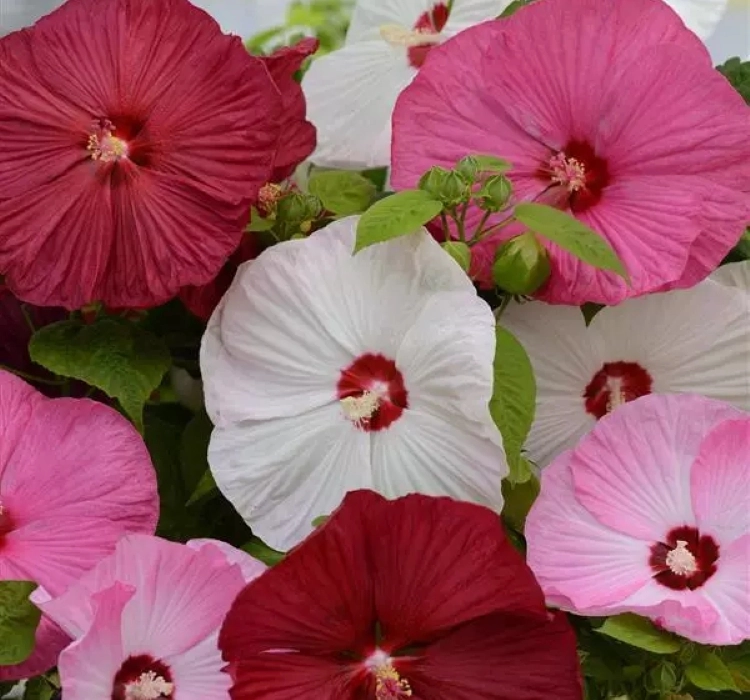 Japon%20Gülü%20Hibiscus%20Karışık%20Renk%20-%20Saksılık%205%20Tohum
