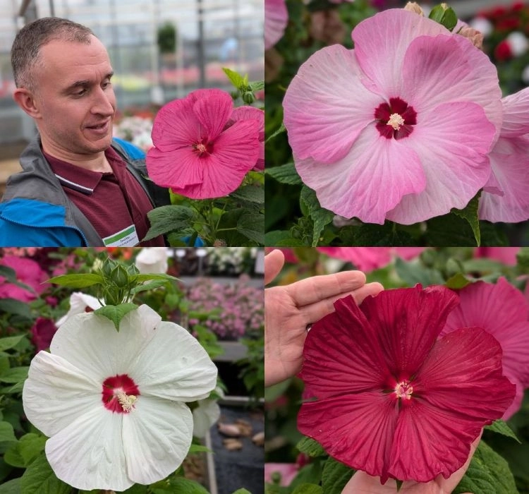 Japon%20Gülü%20Hibiscus%20Karışık%20Renk%20-%20Saksılık%205%20Tohum