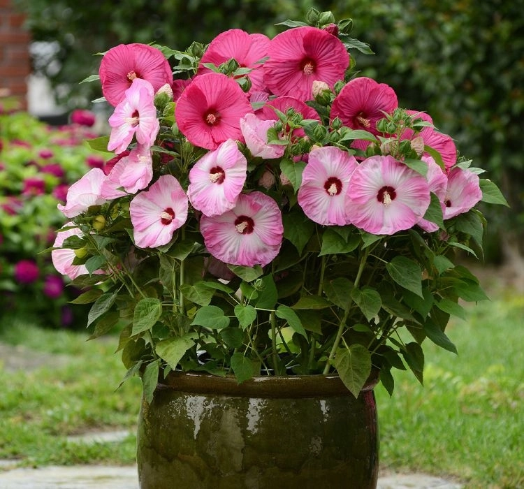 Japon%20Gülü%20Hibiscus%20Karışık%20Renk%20-%20Saksılık%205%20Tohum
