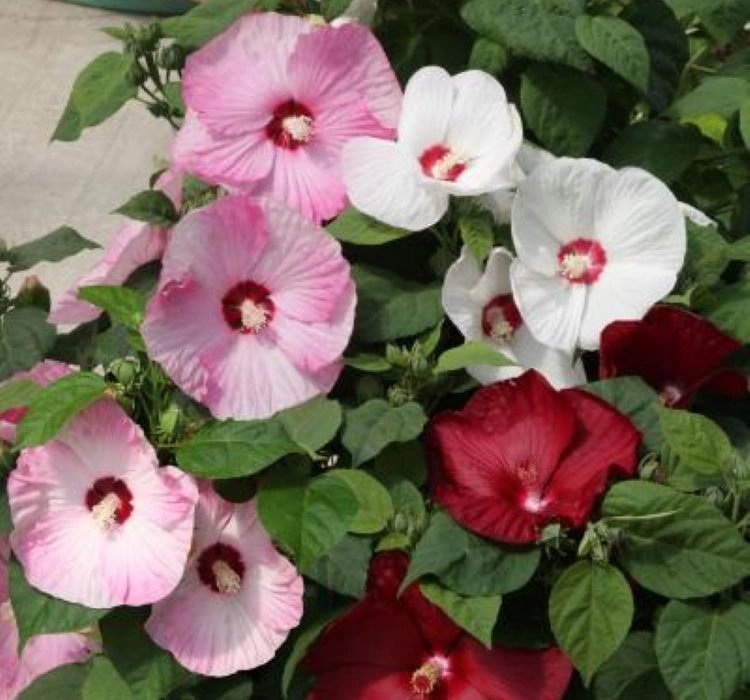Japon%20Gülü%20Hibiscus%20Karışık%20Renk%20-%20Saksılık%205%20Tohum
