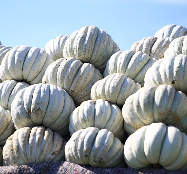 KABAK%20KIŞ%20(%20ÇOKLU%20TOHUM%20)%20-%2010%20Gram