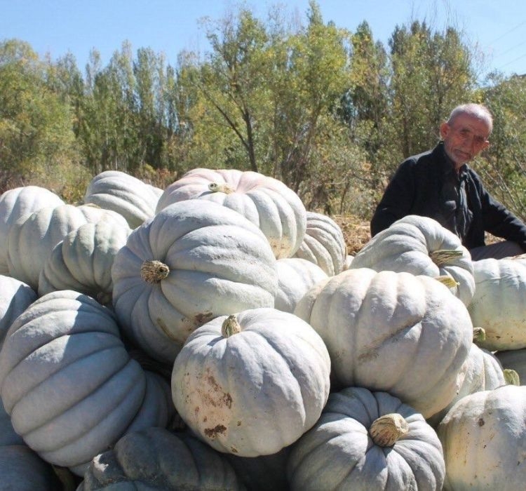 KABAK%20KIŞ%20(%20ÇOKLU%20TOHUM%20)%20-%2010%20Gram