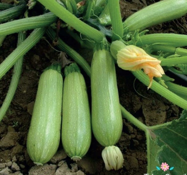 KABAK%20SAKIZ%20(%20ÇOKLU%20TOHUM%20)%20-%2010%20Gram