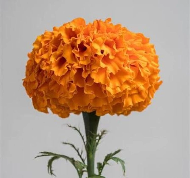 Kadife%20Uzun%20Antik%20Seri%20Turuncu%20Renk%20–%20Saksılık%2010%20Tohum