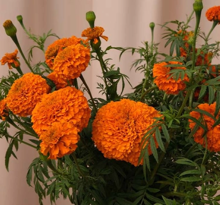 Kadife%20Uzun%20Antik%20Seri%20Turuncu%20Renk%20–%20Saksılık%2010%20Tohum