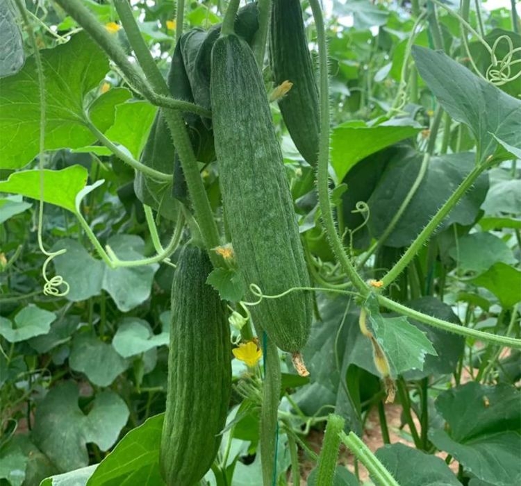 ACUR%20KARA%20(%20ÇOKLU%20TOHUM%20)%20-%205%20Gram