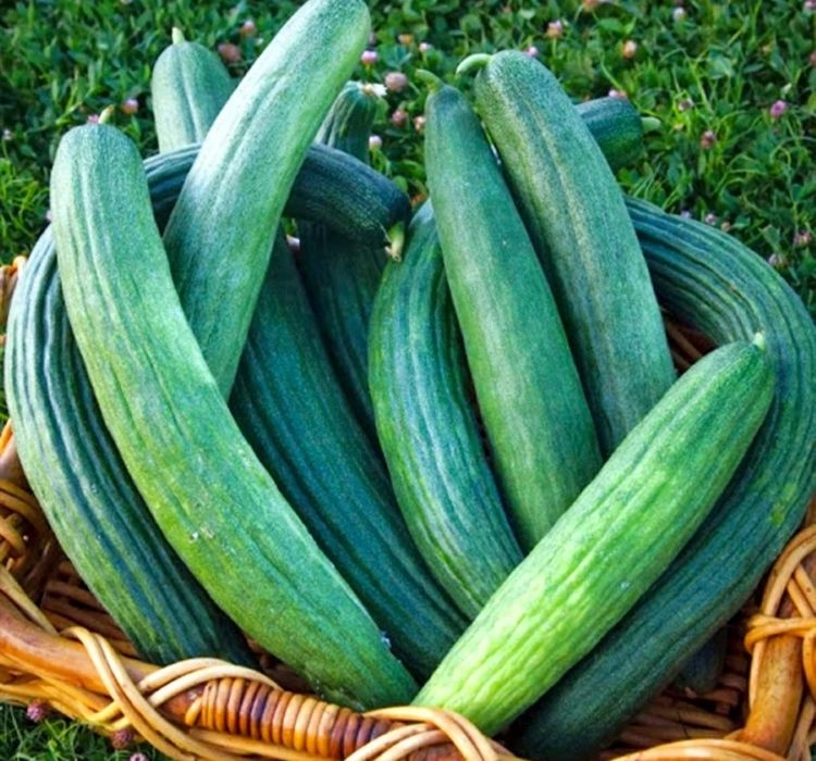 ACUR%20KARA%20(%20ÇOKLU%20TOHUM%20)%20-%205%20Gram