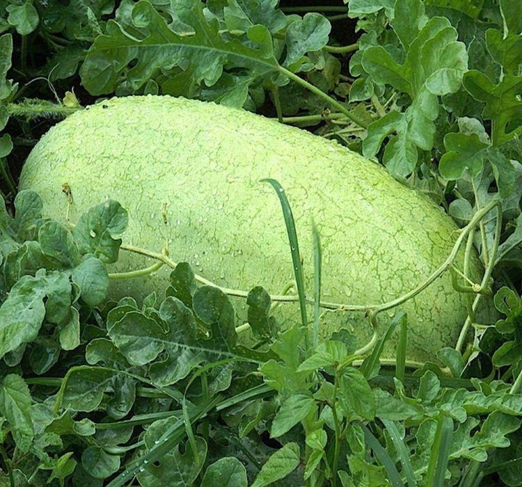 KARPUZ%20CHR.BEYAZ%20(%20ÇOKLU%20TOHUM%20)%20-%205%20Gram
