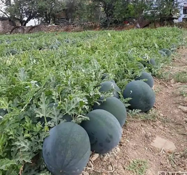 KARPUZ%20HALEP%20KARASI%20(%20ÇOKLU%20TOHUM%20)%20-%2010%20Gram