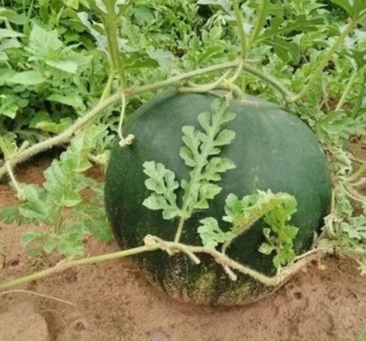 KARPUZ%20HALEP%20KARASI%20(%20ÇOKLU%20TOHUM%20)%20-%2010%20Gram