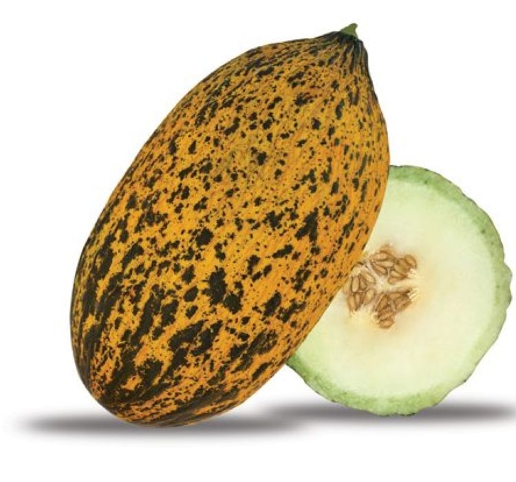 KAVUN%20KIRKAĞAÇ%20(%20ÇOKLU%20TOHUM%20)%20-%205%20Gram