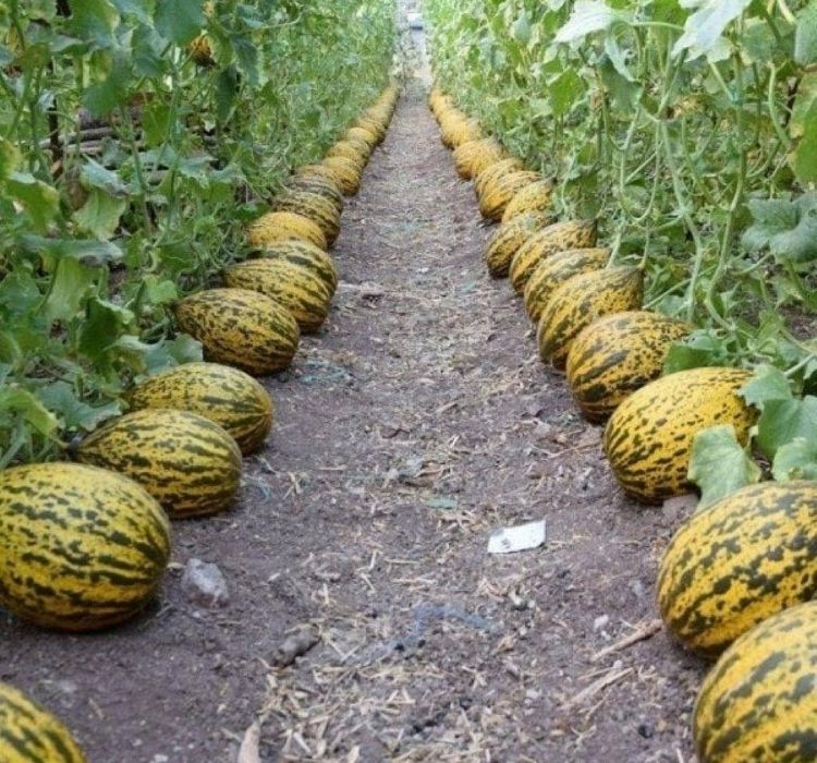 KAVUN%20KIRKAĞAÇ%20(%20ÇOKLU%20TOHUM%20)%20-%205%20Gram