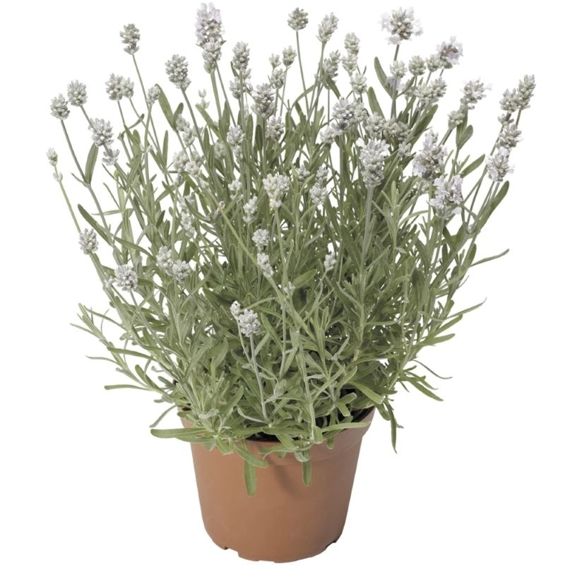 Lavanta%20İngiliz%20Beyaz%20Renk%20-%20Saksılık%2010%20Tohum