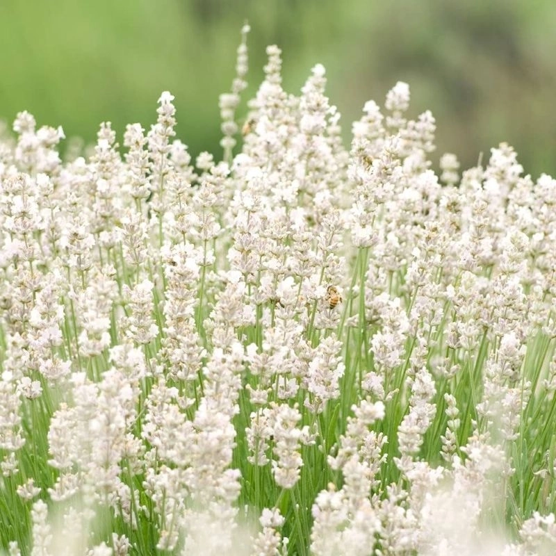 Lavanta%20İngiliz%20Beyaz%20Renk%20-%20Saksılık%2010%20Tohum