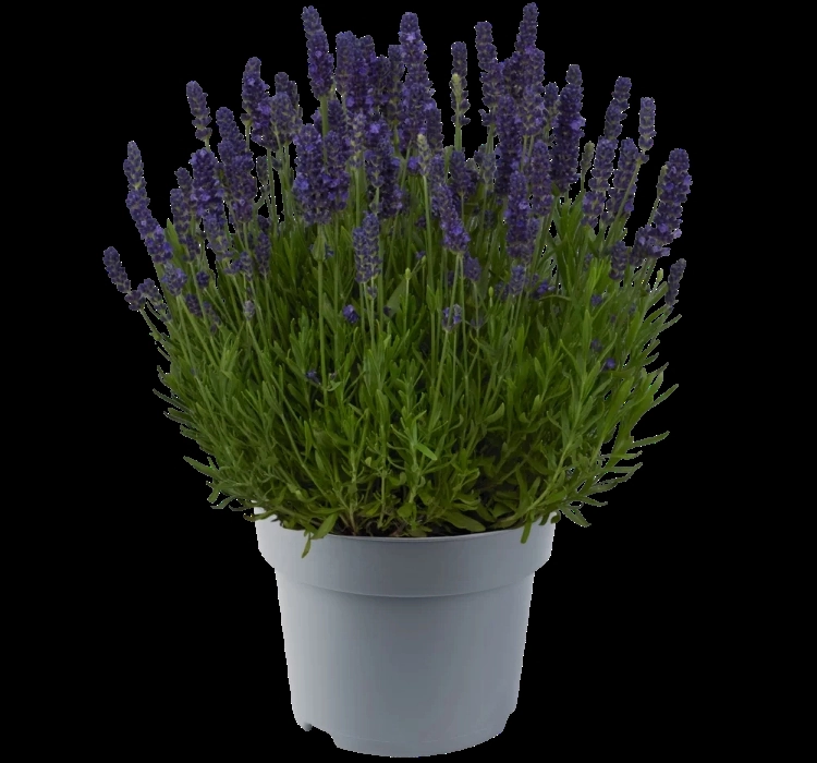 Lavanta%20Antik%20Seri%20Koyu%20Mavi%20-%20Saksılık%205%20Tohum