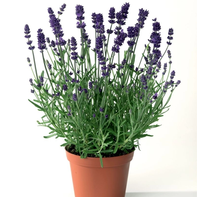 Lavanta%20İngiliz%20Mavi%20Renk%20-%20Saksılık%2010%20Tohum