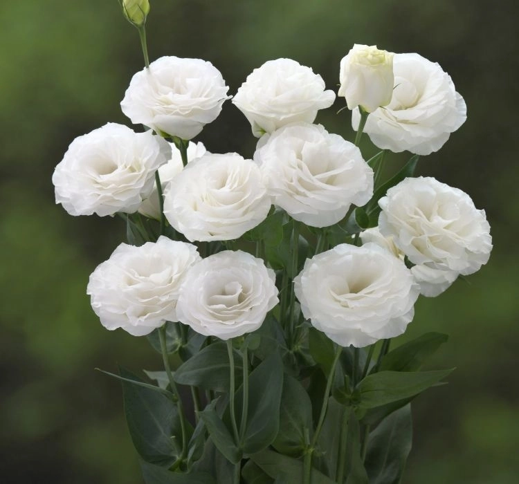 Lisianthus%20Katmerli%20Seri%20Beyaz%20Renk%20-%20Saksılık%205%20Tohum