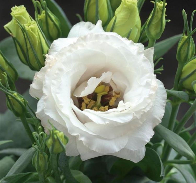 Lisianthus%20(%20Lale%20Gül%20)%20Julyet Serisi%20-%20BEYAZ (%205%20Tohum%20)