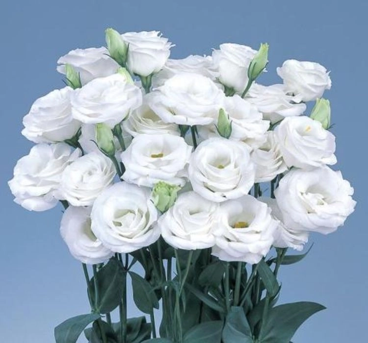 Lisianthus%20Katmerli%20Seri%20Beyaz%20Renk%20-%20Saksılık%205%20Tohum