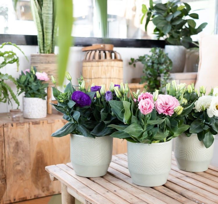 Lisianthus%20(%20Lale%20Gül%20)%20Julyet Serisi%20-%20BEYAZ (%205%20Tohum%20)