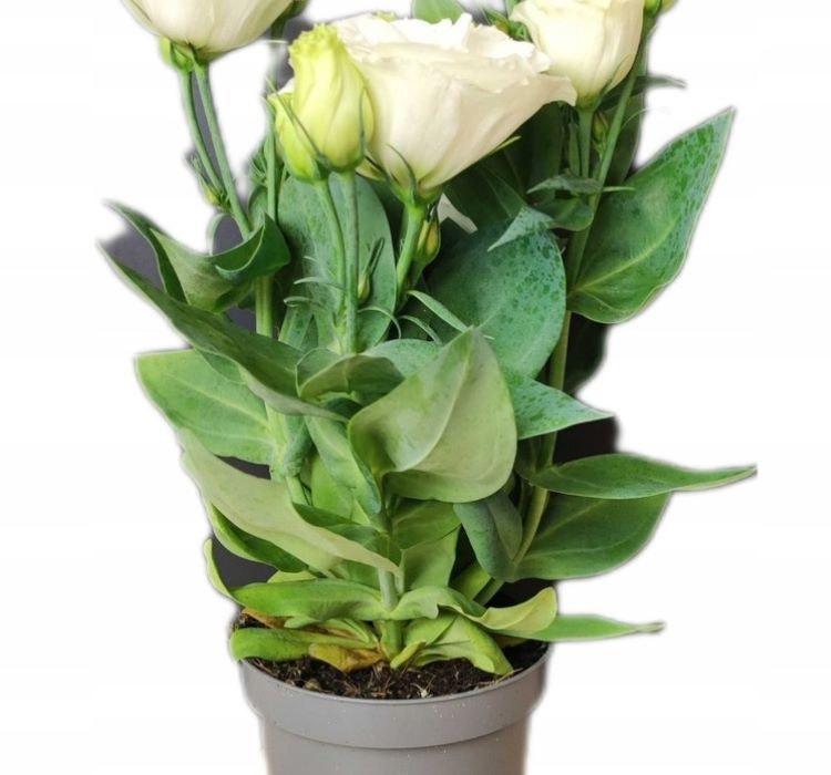 Lisianthus%20(%20Lale%20Gül%20)%20Julyet Serisi%20-%20BEYAZ (%205%20Tohum%20)