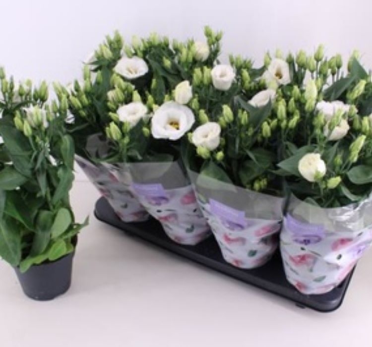 Lisianthus%20(%20Lale%20Gül%20)%20Julyet Serisi%20-%20BEYAZ (%205%20Tohum%20)