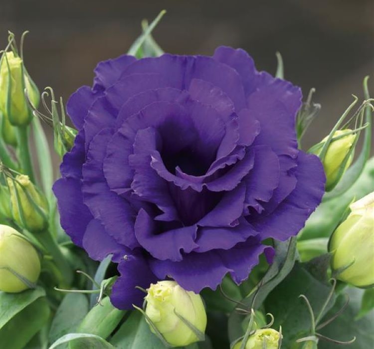Lisianthus%20(%20Lale%20Gül%20)%20Julyet Serisi%20-%20MAVİ (%205%20Tohum%20)