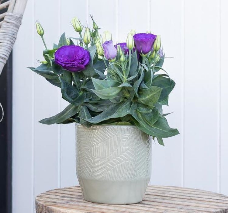 Lisianthus%20(%20Lale%20Gül%20)%20Julyet Serisi%20-%20MAVİ (%205%20Tohum%20)