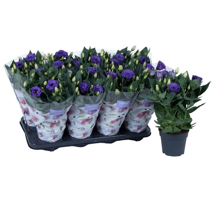 Lisianthus%20(%20Lale%20Gül%20)%20Julyet Serisi%20-%20MAVİ (%205%20Tohum%20)