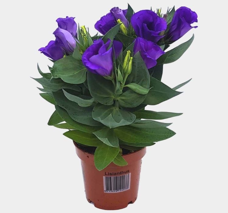 Lisianthus%20(%20Lale%20Gül%20)%20Julyet Serisi%20-%20MAVİ (%205%20Tohum%20)