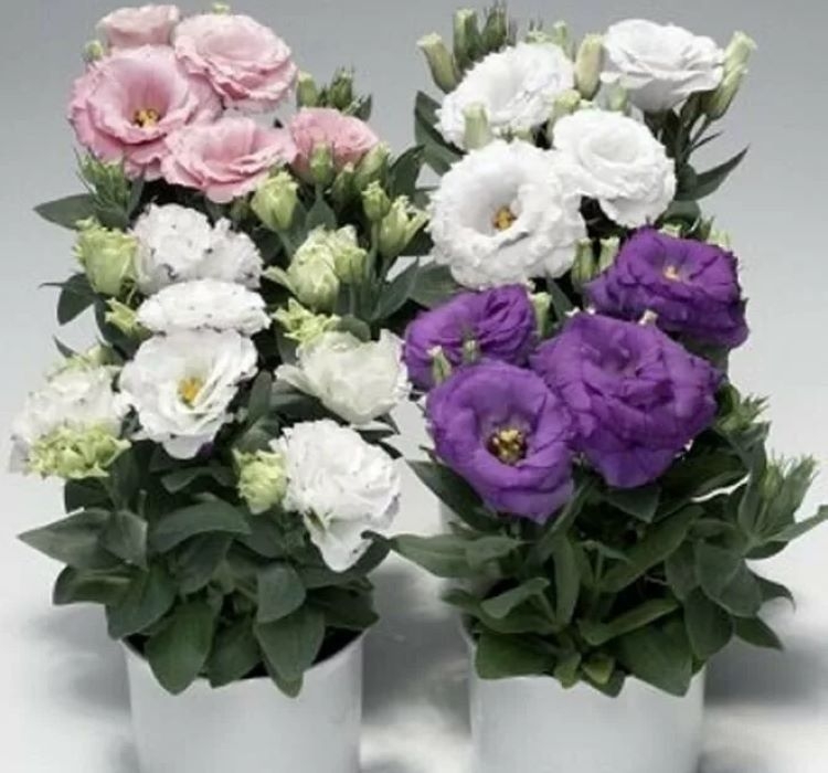 Lisianthus%20(%20Lale%20Gül%20)%20Julyet Serisi%20-%20MAVİ (%205%20Tohum%20)