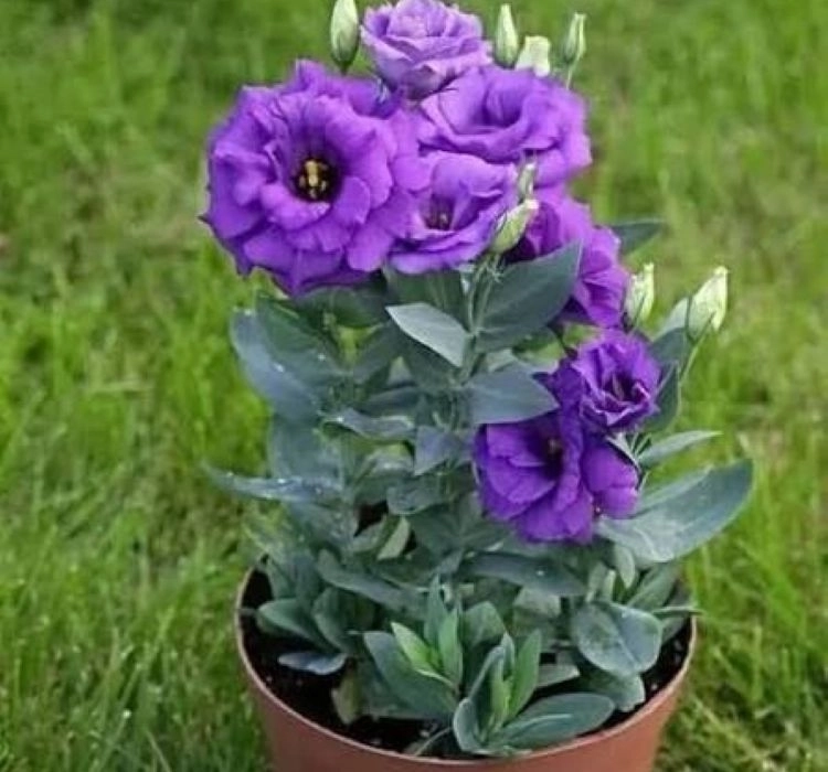 Lisianthus%20Katmerli%20Seri%20Mavi%20Renk%20-%20Saksılık%205%20Tohum