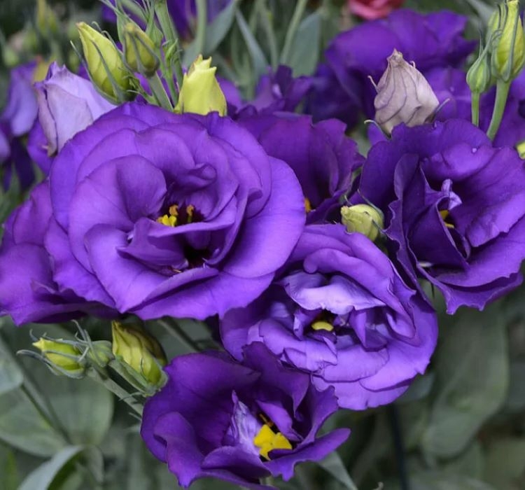 Lisianthus%20(%20Lale%20Gül%20)%20BÜYÜ Serisi%20-%20KOYU%20MAVİ (%205%20Tohum%20)