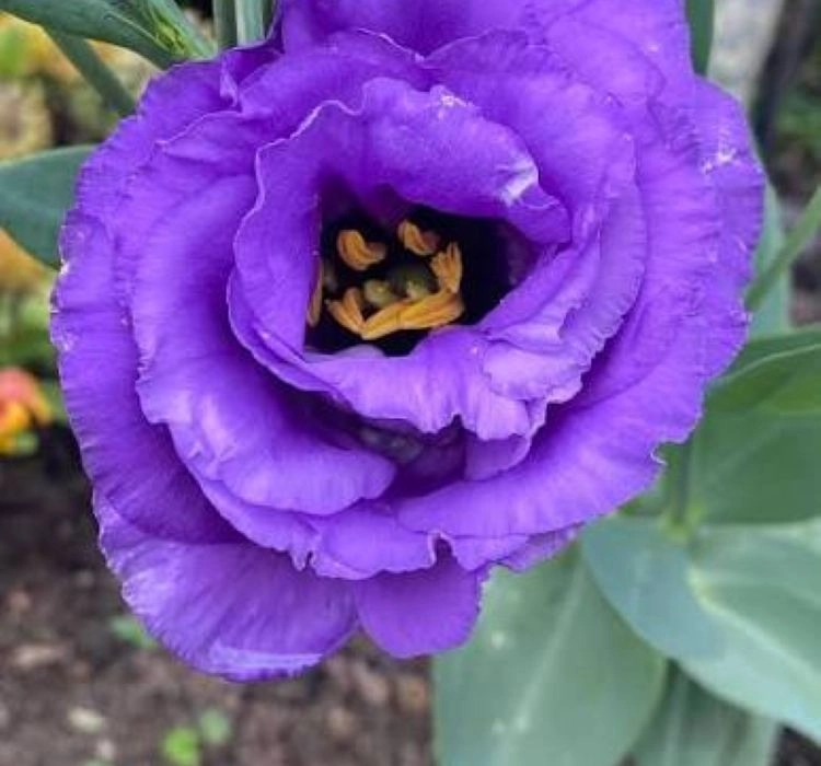 Lisianthus%20Katmerli%20Seri%20Mavi%20Renk%20-%20Saksılık%205%20Tohum