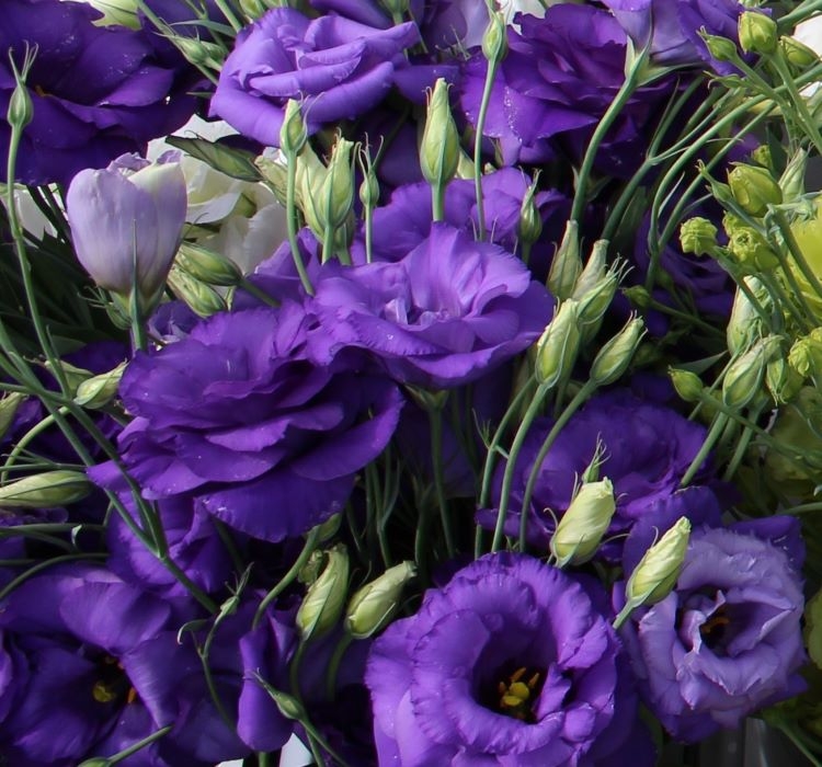 Lisianthus%20(%20Lale%20Gül%20)%20BÜYÜ Serisi%20-%20KOYU%20MAVİ (%205%20Tohum%20)