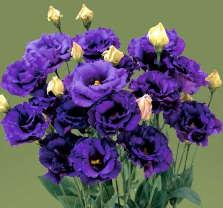 Lisianthus%20(%20Lale%20Gül%20)%20BÜYÜ Serisi%20-%20KOYU%20MAVİ (%205%20Tohum%20)