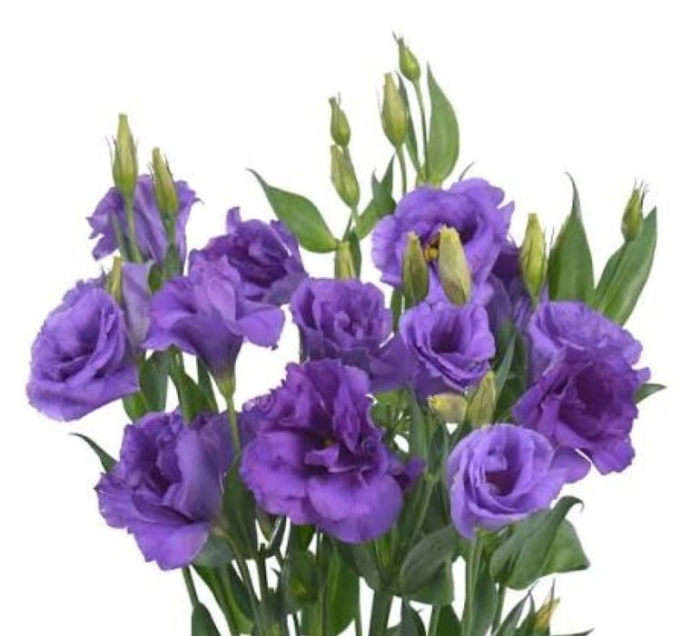 Lisianthus%20Katmerli%20Seri%20Mavi%20Renk%20-%20Saksılık%205%20Tohum