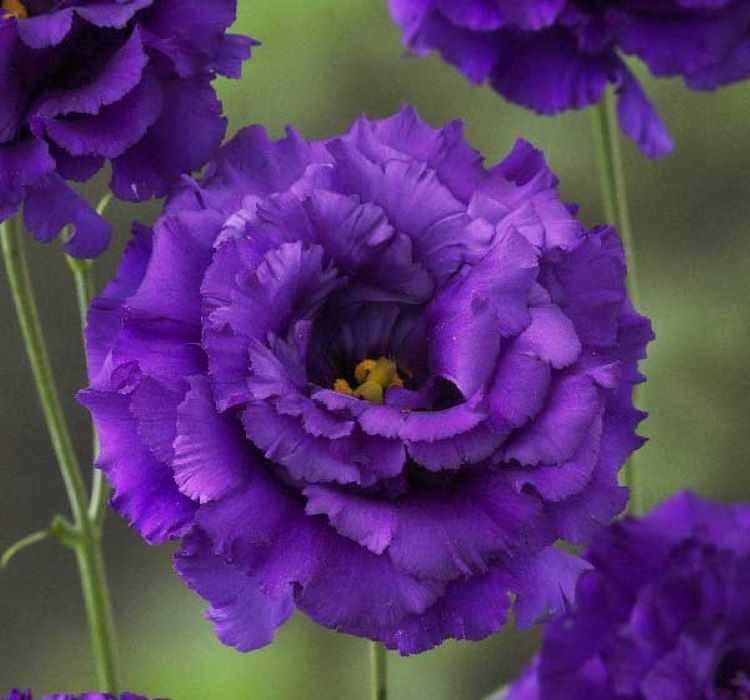 Lisianthus%20(%20Lale%20Gül%20)%20BÜYÜ Serisi%20-%20KOYU%20MAVİ (%205%20Tohum%20)