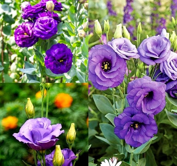 Lisianthus%20Katmerli%20Seri%20Mavi%20Renk%20-%20Saksılık%205%20Tohum