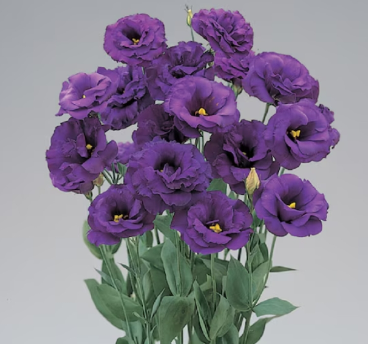 Lisianthus%20(%20Lale%20Gül%20)%20BÜYÜ Serisi%20-%20KOYU%20MAVİ (%205%20Tohum%20)