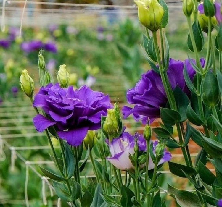 Lisianthus%20Katmerli%20Seri%20Mavi%20Renk%20-%20Saksılık%205%20Tohum
